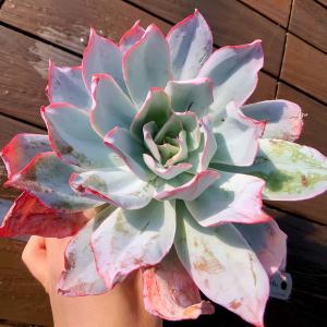 農園直売 多肉植物 寄せ植え パープルディライト覆輪錦（単） 抜き苗