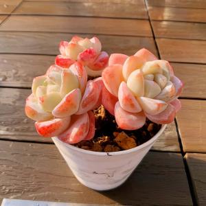 農園直売 多肉植物 寄せ植え パープルディライト覆輪錦（単） 抜き苗