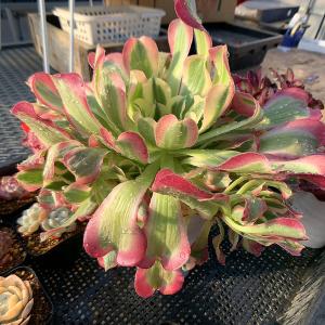 農園直売 多肉植物 アエオニウム属 金雀（群） 新品種 観葉植物