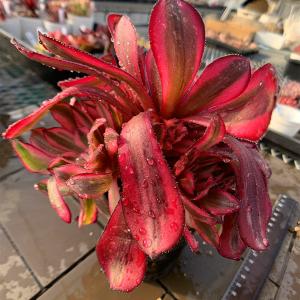 農園直売 多肉植物 アエオニウム属 孔雀の羽（群）観葉植物 インテリア