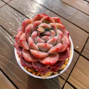 新入荷 多肉植物 ピンクベリー 大群生 るる農園 : るる農園 - 通販