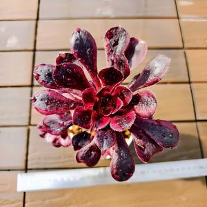 農園直売 多肉植物 アエオニウム属 孔雀の羽（群）観葉植物 インテリア