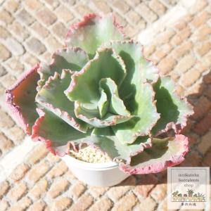 カンテ 2Lサイズ カット苗 8.5cmポット 韓国苗 エケベリア 弁慶草科