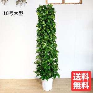 アレカヤシ ヤシの木 10号 法人・お店宛送料無料 観葉植物 10号鉢 大鉢