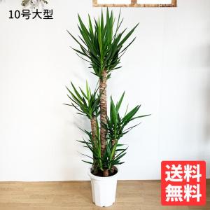 アレカヤシ ヤシの木 10号 法人・お店宛送料無料 観葉植物 10号鉢 大鉢