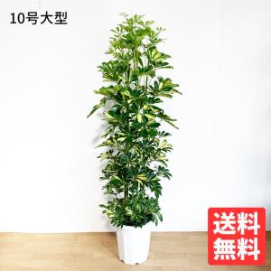アレカヤシ ヤシの木 10号 法人・お店宛送料無料 観葉植物 10号鉢 大鉢