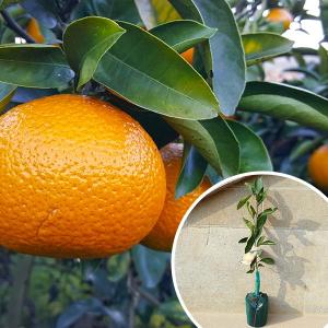 5本セット】 スイートスプリング樹高0.4m前後 15cmポット みかん