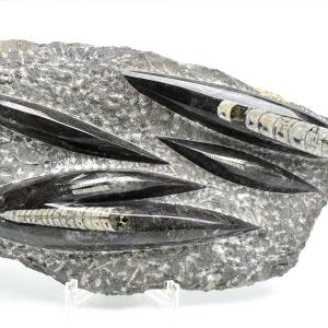 オルソセラス 直角貝 化石 プレート（約1755g）スタンド付き モロッコ