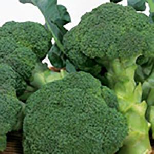 SK9-099 ブロッコリー種子 2000粒 【野菜種子】【サカタのタネ