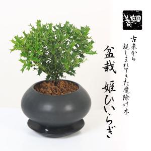 小品盆栽：寸梢黒松【現品】*【送料無料】 : 遊恵盆栽 Yahoo!店 - 通販