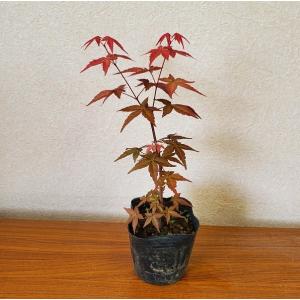 庭木・植木：五葉アケビ(ごようあけび) 太幹苗 : 遊恵盆栽 Yahoo!店