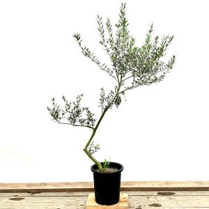 おしゃれ 観葉植物：オリーブの木 ピクアル 8号*現品8 SOUJU 創樹 そう