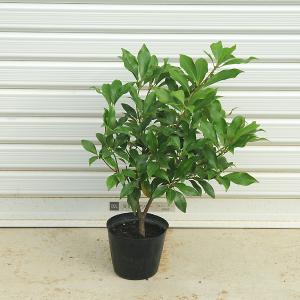 特選庭木 植木 観葉植物：オリーブ（シプレッシーノ）極太 SOUJU 創樹