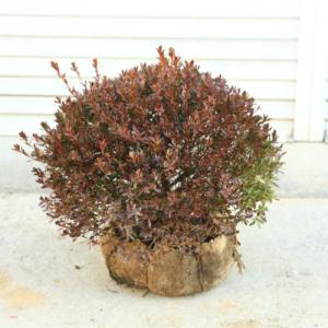 サボテン：ギムノカリキウム 守金魔天竜 ツギ*幅5cm 現品！一品限り