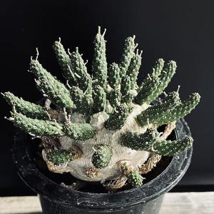 ☆特価☆コーデックス：パキポディウム グラキリス 実生 S*塊根幅0.8