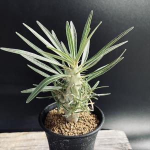 コーデックス：パキポディウム グラキリス 発根済*塊根幅22cm 現品