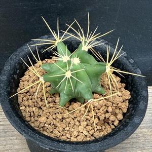 サボテン：エスコバリア ミニマ*幅6cm 現品！一品限り : 遊恵盆栽