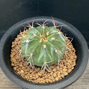 サボテン：フェロカクタス 神仙玉 南方形*幅16cm 現品！一品限り
