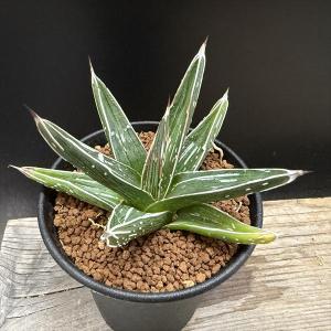 コーデックス：キフォステンマ ウター マクロプス*塊根幅30cm 現品