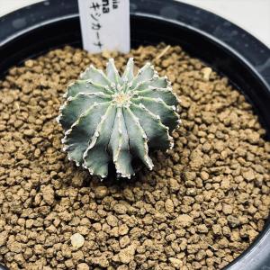 サボテン：ギムノカリキウム 守金魔天竜 ツギ*幅5cm 現品！一品限り