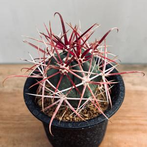 サボテン：フェロカクタス 赤鳳（せきほう）実生*幅4cm : 遊恵盆栽