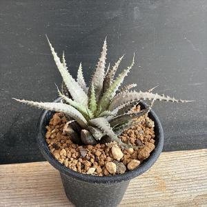多肉植物：ハオルチア オブツーサ交配美種 ミッドナイト錦*幅8cm
