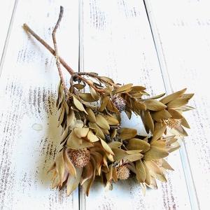 ドライフラワー 花材 即日出荷 カカオホール・小 ナチュラル ※小サイズ