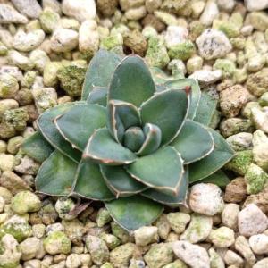 多肉植物 アガベ 王妃笹の雪 B型 2.5号ポット苗 : やましち山野草店