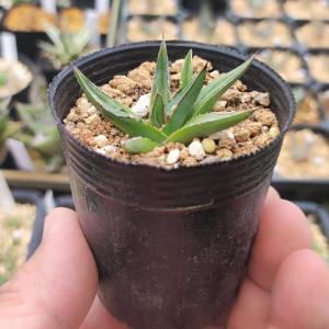 多肉植物 アガベ 王妃笹の雪 A型 7.5〜9cmポット苗 : やましち山野草