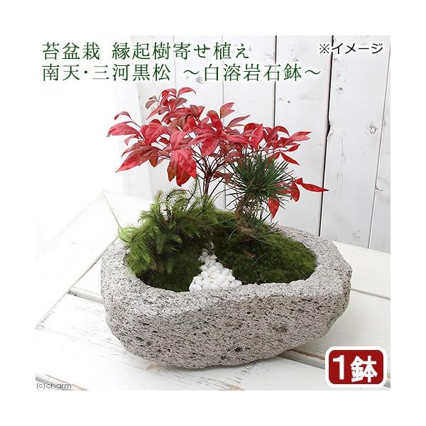 チャーム（charm） （盆栽）苔盆栽 縁起樹とヒノキゴケ寄せ植え 南天