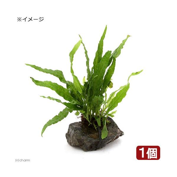 チャーム（charm） （水草）ミクロソリウム プテロプスsp．ソフト