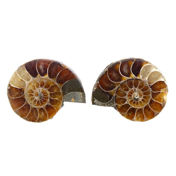 チャーム（charm） 形状お任せ マダガスカル産 アンモナイト スライス