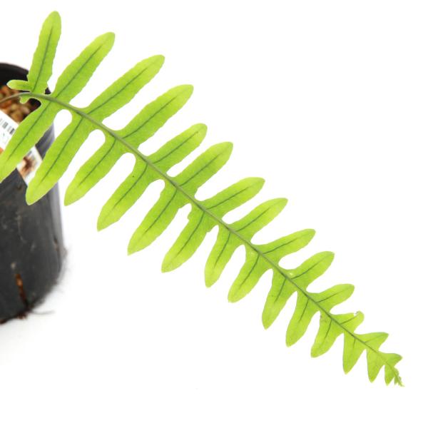 山野草）シダ（羊歯）タイワンアオネカズラ（台湾青根葛）3号（1