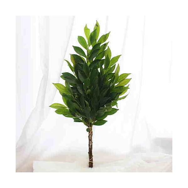 国産 ヒサカキ（姫榊）:シャシャキ：ビシャコ：Sサイズ 1対（2束