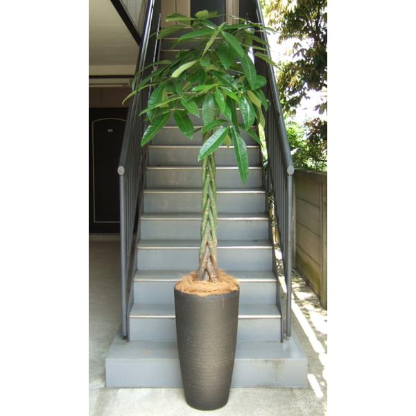 観葉植物 特大 パキラ 特大鉢クリアブラック 開店祝 移転祝 開院祝
