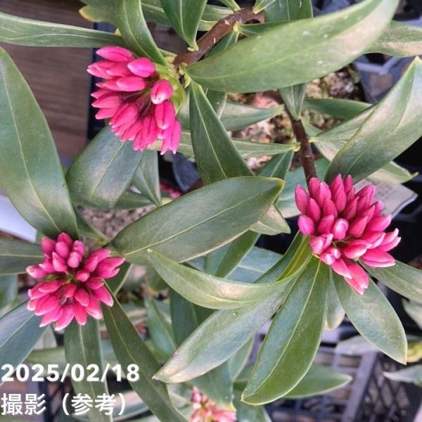 沈丁花 ジンチョウゲ 赤 5号ポット｜花木04-PA : 赤塚植物園ヤフー店