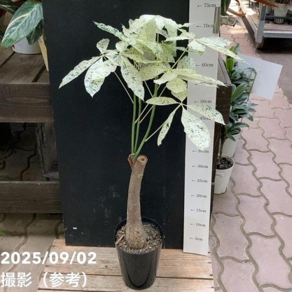斑入りパキラ ミルキーウェイ 5号｜観葉04-PA : 赤塚植物園ヤフー店