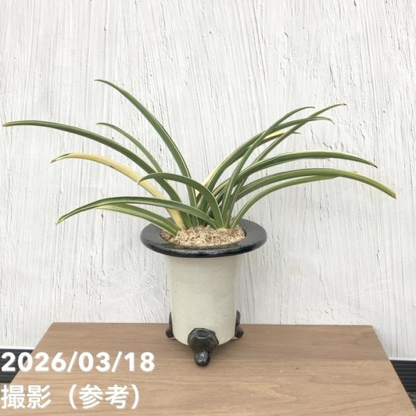 現品お届け】豊明園 万年青 オモト 雪渓錦 陶器鉢（O31）｜観葉10-TU