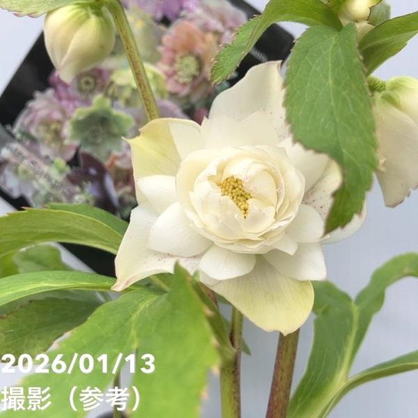 一点物】堀切園 クリスマスローズ ウィンターシンフォニー レフレール