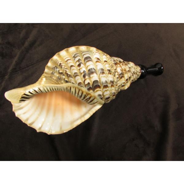 三島屋楽器店 法螺貝（ホラ貝） 大 (約40センチ） 唄口付NO.44010
