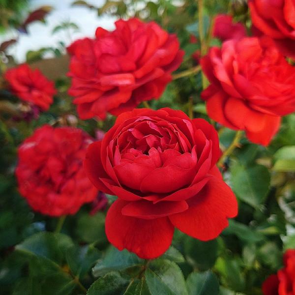 バラ苗 即納 大苗 18cmポット カントリー ハウス : Apple Roses - 通販