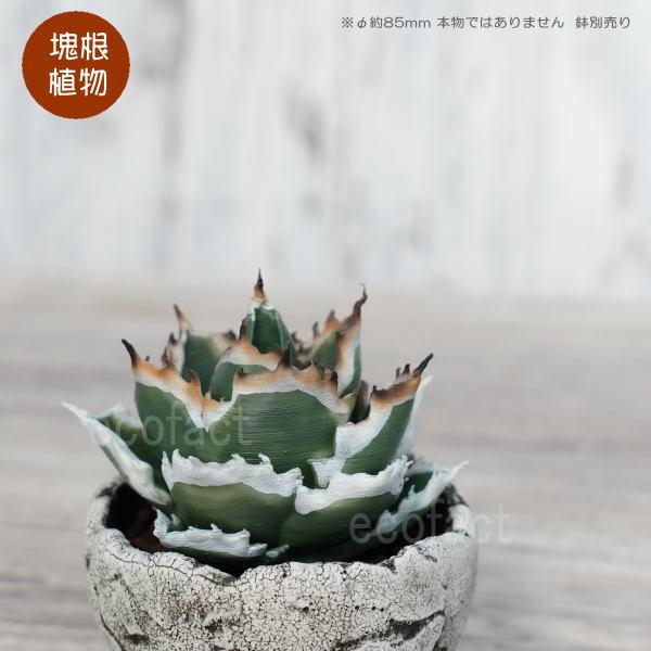 フェイクグリーン 3D フィギュア アガベ チタノタ Sサイズ φ85mm