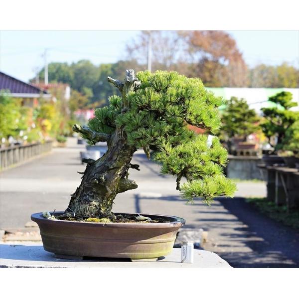 bonsai-ito_taihin0067