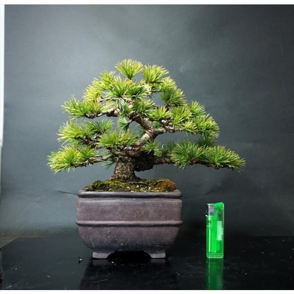 盆栽 五葉松 【中品盆栽】 五葉松 (4) : Bonsai Store Ito - 通販