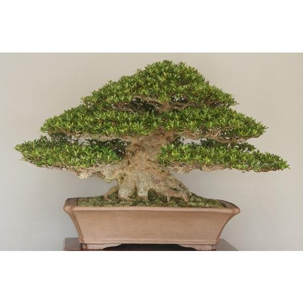 如峰山 売約済 : 創業昭和二年さつき盆栽光華園 - 通販 - Yahoo