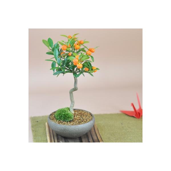 キンズ かわいい実のなる盆栽 キンズ盆栽 人気の南国盆栽 ギフト 盆栽
