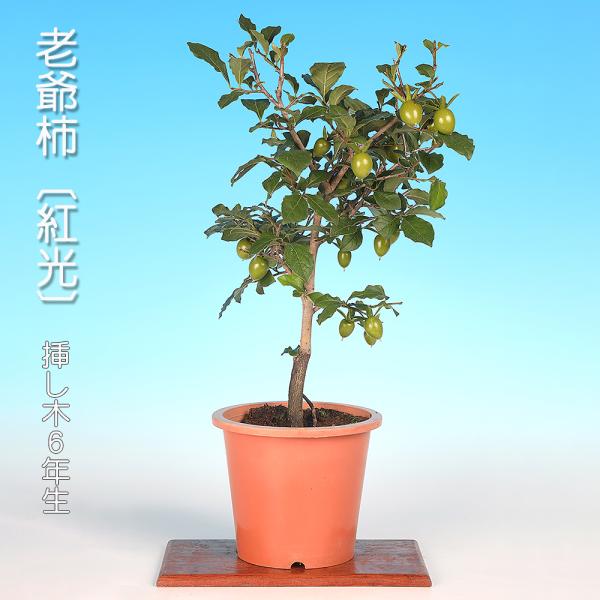 盆栽 老爺柿 紅光 接ぎ木5年生 ロウヤガキ ローヤガキ 実物盆栽 : 盆栽