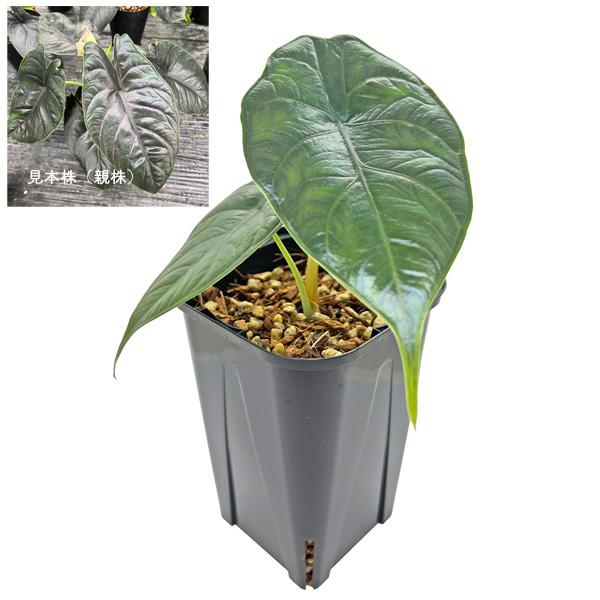 アロカシア グリーンユニコーン 3.5号 Alocasia greenunicorn