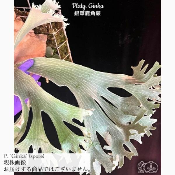 現品) ビカクシダ 'ギンカ' (spore) (No.41056) (コウモリラン 観葉