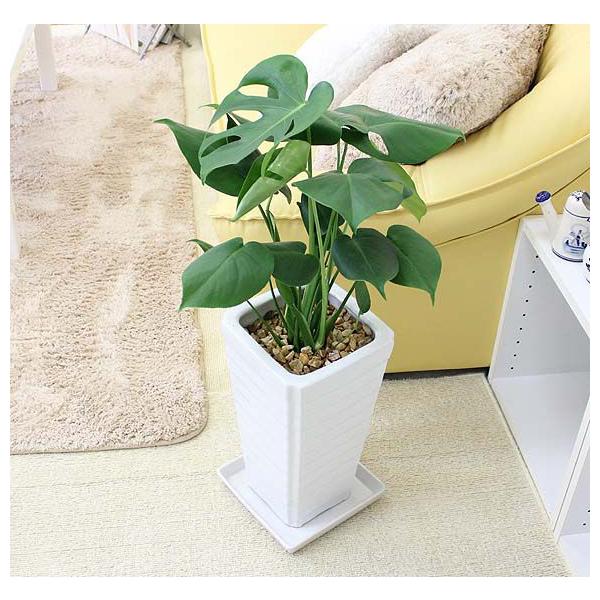 観葉植物 7号 モンステラ」の人気商品一覧 | 安い商品を通販サイトから